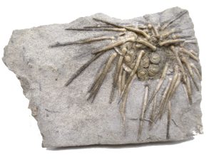 Missouri-Archaeocidaris-wortheni-Echinoid | Fossils for Sale