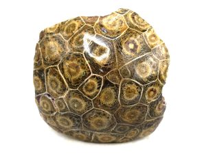 Morocco-Carboniferous-Actinocyathus-Rugose-Coral | Fossils for Sale Morocco-Carboniferous-Actinocyathus-Rugose-Coral