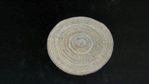 Morocco-Cycloceris-Solitary-Coral | Fossils for Sale Morocco-Cycloceris-Solitary-Coral