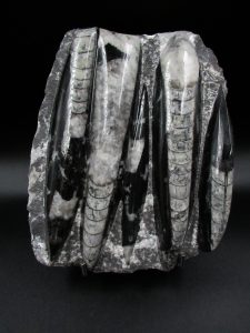 Morocco-Devonian-Orthoceras-Mortality-Plate