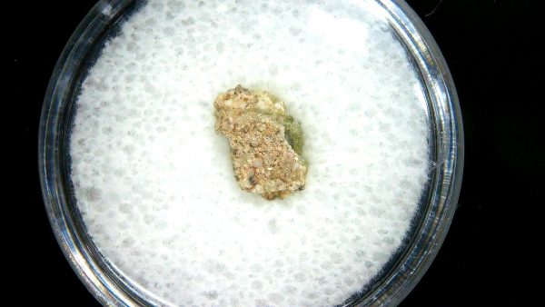 New Mexico Trinity Nuclear Bomb Test - Trinitite 78a | Fossils for Sale Genuine Trinity Nuclear Bomb Test in Frame for Sale from New Mexico #78a