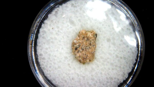 New Mexico Trinity Nuclear Bomb Test - Trinitite 80a | Fossils for Sale
