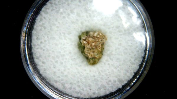 New Mexico Trinity Nuclear Bomb Test - Trinitite 81a | Fossils for Sale