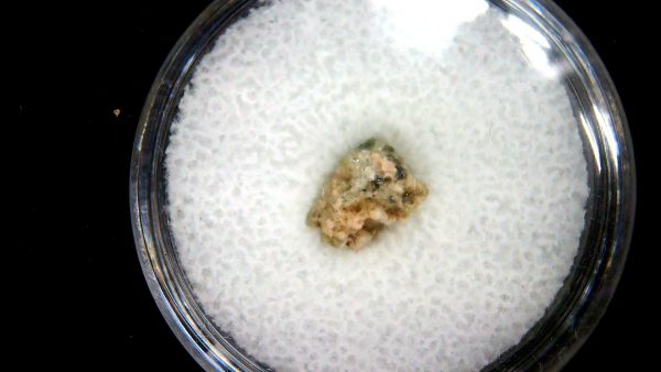 New Mexico Trinity Nuclear Bomb Test - Trinitite 82a | Fossils for Sale