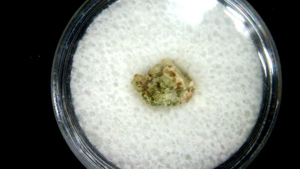 New Mexico Trinity Nuclear Bomb Test - Trinitite 85a | Fossils for Sale