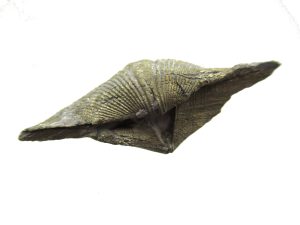 Ohio-Devonian-Pyritized-Paraspirifer-Brachiopod | Fossils for Sale Ohio-Devonian-Pyritized-Paraspirifer-Brachiopod