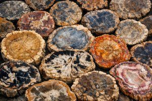 Buy Fossil Petrified Wood Fossils