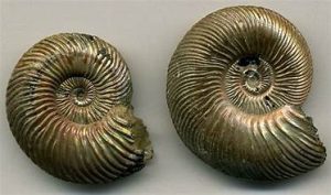 Russian Ammonites