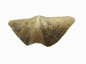 Russian-Devonian-Cyrtospirifer-Brachiopod | Fossils for Sale Russian-Devonian-Cyrtospirifer-Brachiopod