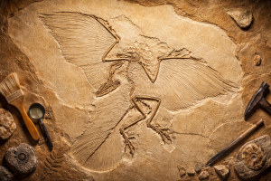 Solnhofen Archaeopteryx | Fossils for Sale Buy Fossil Sonhofen Fossils