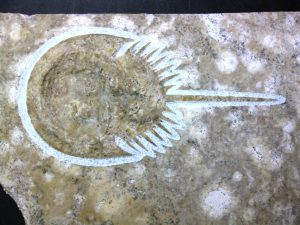 Solnhofen Crab | Fossils for Sale Buy Fossil Solnhofen Fossils