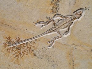 Solnhofen Homeosaurus Lizard | Fossils for Sale Buy Fossil Solnhofen Fossils