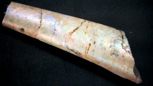 South-Dakota-Cretaceous-Baculites