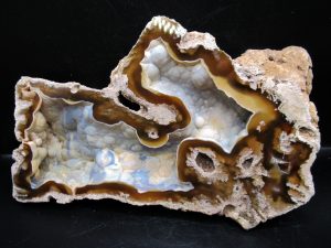 Tampa-Bay-Agatized-Coral | Fossils for Sale Tampa-Bay-Agatized-Coral