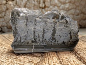 Triassic Stromatolite | Fossils for Sale Buy Fossil Stromatolite Fossils