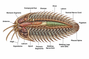 Buy Fossil Trilobite Fossils