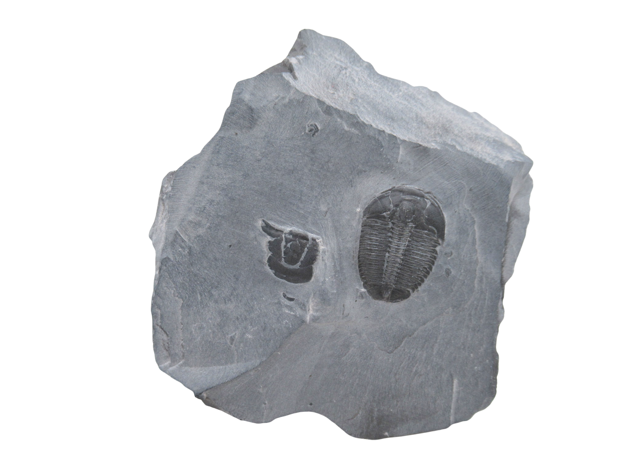 Utah Cambrian Age Elrathia Trilobite in Matrix 133 | Fossils for Sale