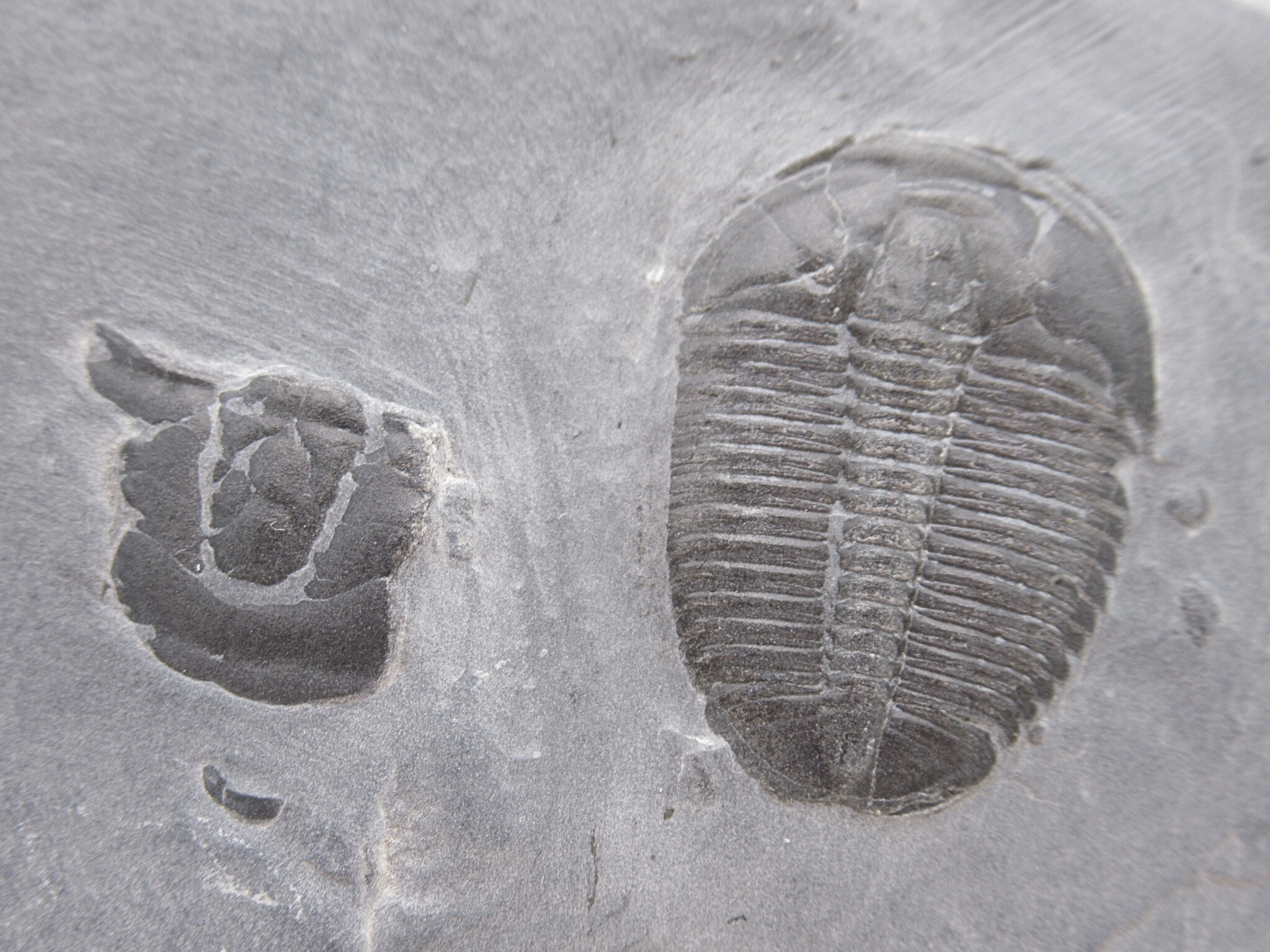 Utah Cambrian Age Elrathia Trilobite in Matrix 133a | Fossils for Sale