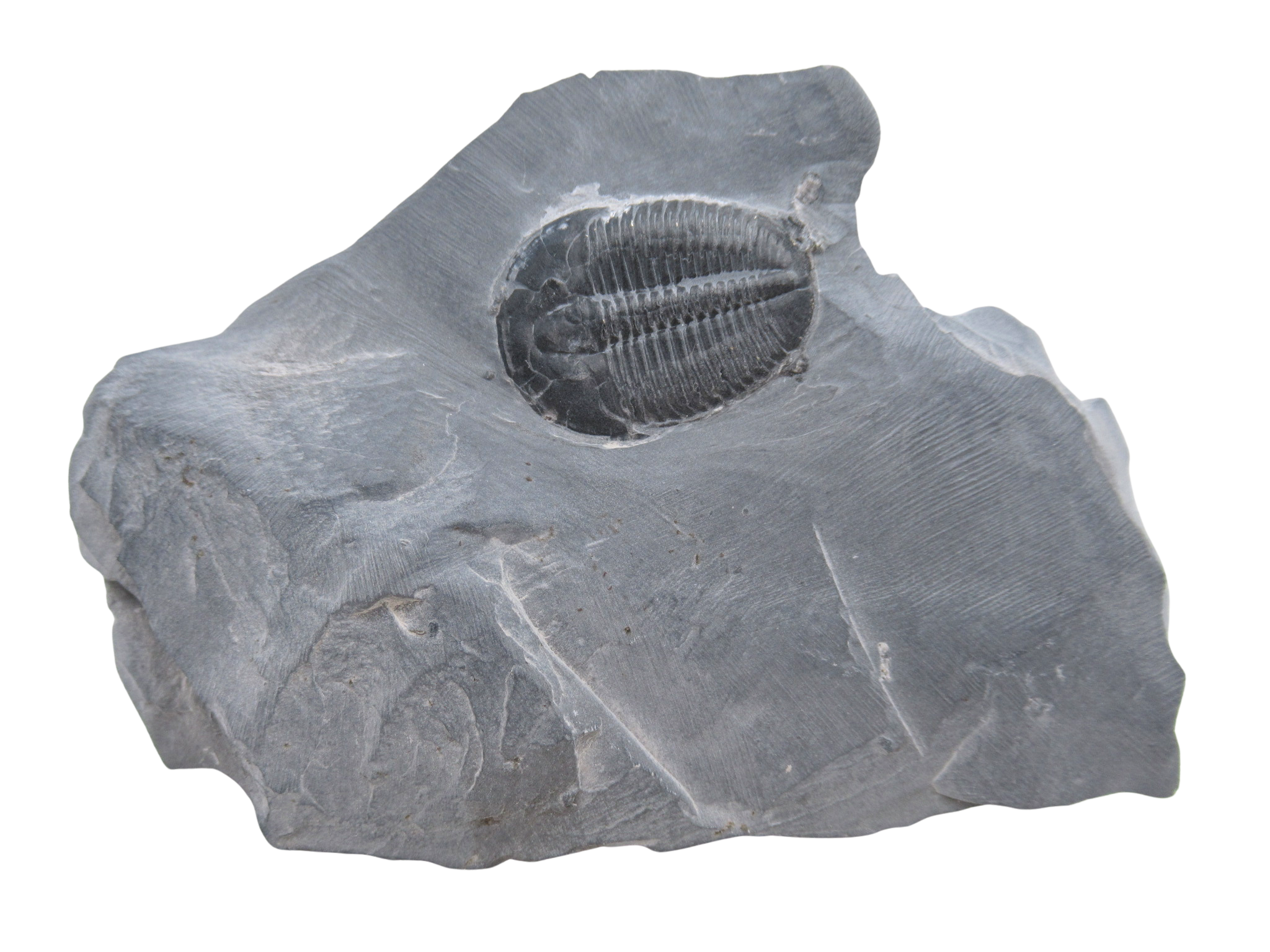 Utah Cambrian Age Elrathia Trilobite in Matrix 134 | Fossils for Sale