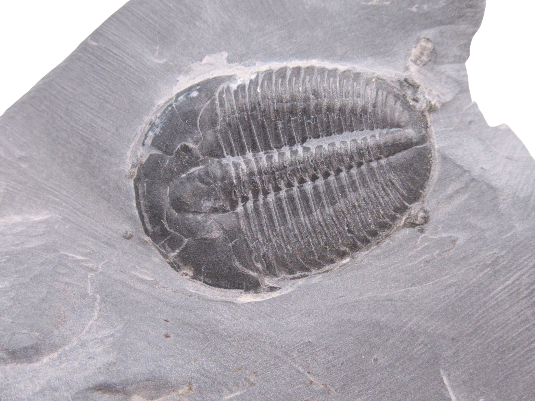 Utah Cambrian Age Elrathia Trilobite in Matrix 134a | Fossils for Sale