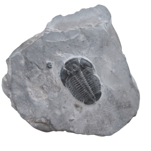 Utah Cambrian Age Elrathia Trilobite in Matrix 135 | Fossils for Sale