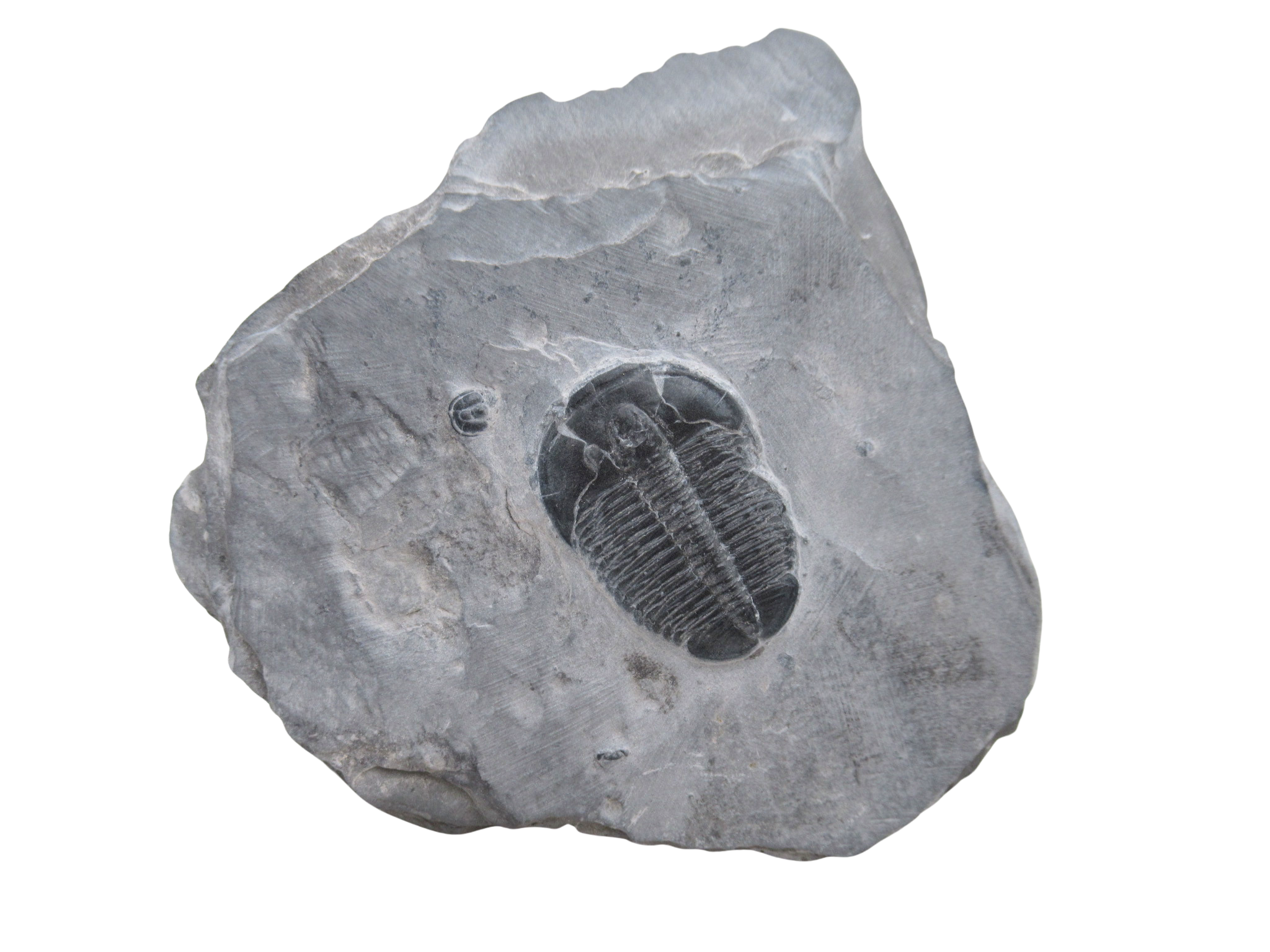 Utah Cambrian Age Elrathia Trilobite in Matrix 135 | Fossils for Sale