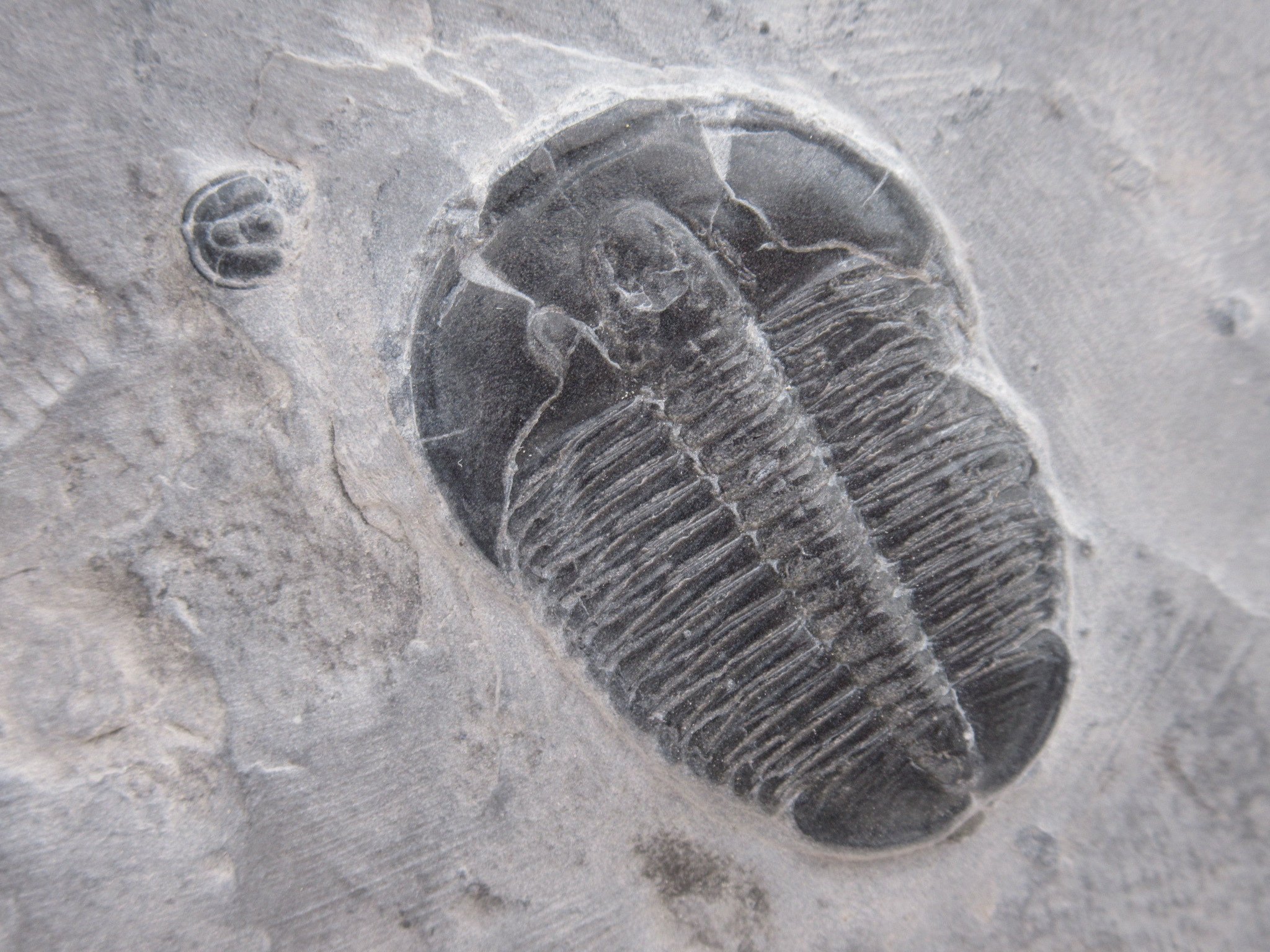 Utah Cambrian Age Elrathia Trilobite in Matrix 135a | Fossils for Sale