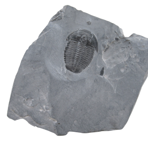 Utah Cambrian Age Elrathia Trilobite in Matrix 136 | Fossils for Sale