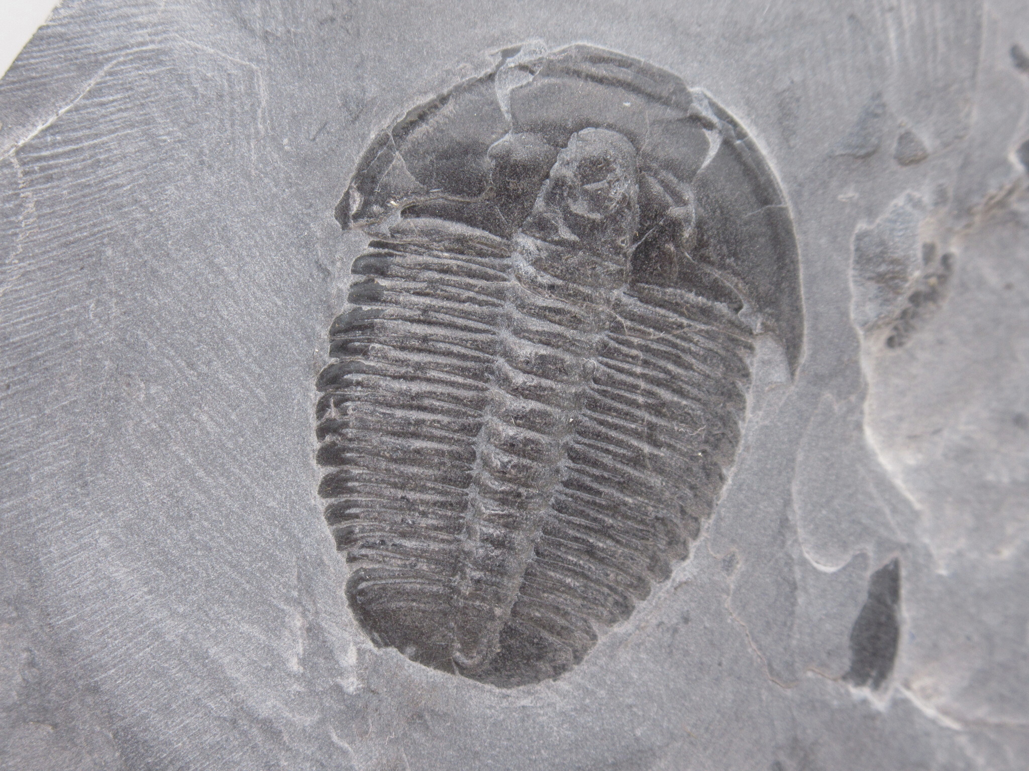 Utah Cambrian Age Elrathia Trilobite in Matrix 136a | Fossils for Sale