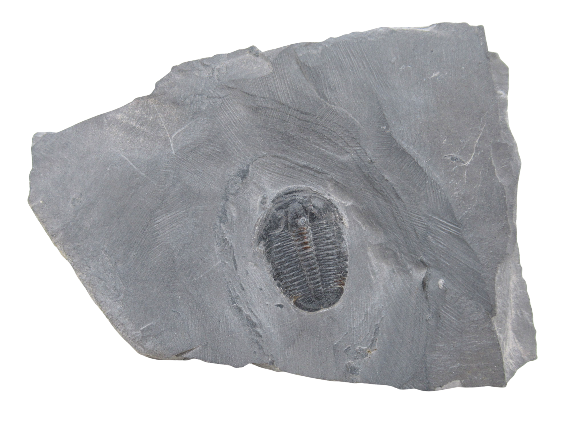 Utah Cambrian Age Elrathia Trilobite in Matrix 137 | Fossils for Sale