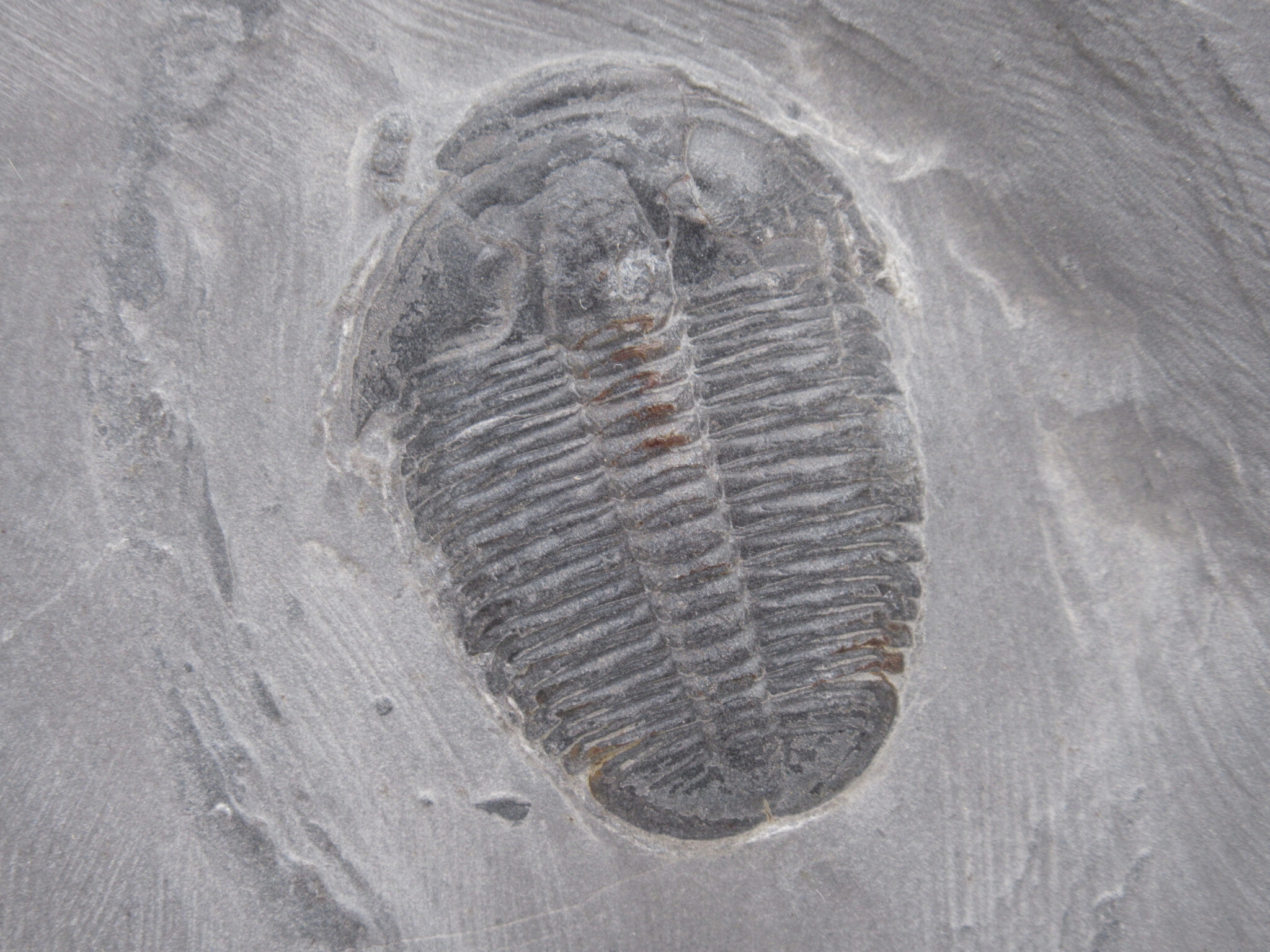 Utah Cambrian Age Elrathia Trilobite in Matrix 137a | Fossils for Sale