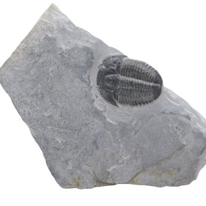 Utah Cambrian Age Elrathia Trilobite in Matrix 138 | Fossils for Sale