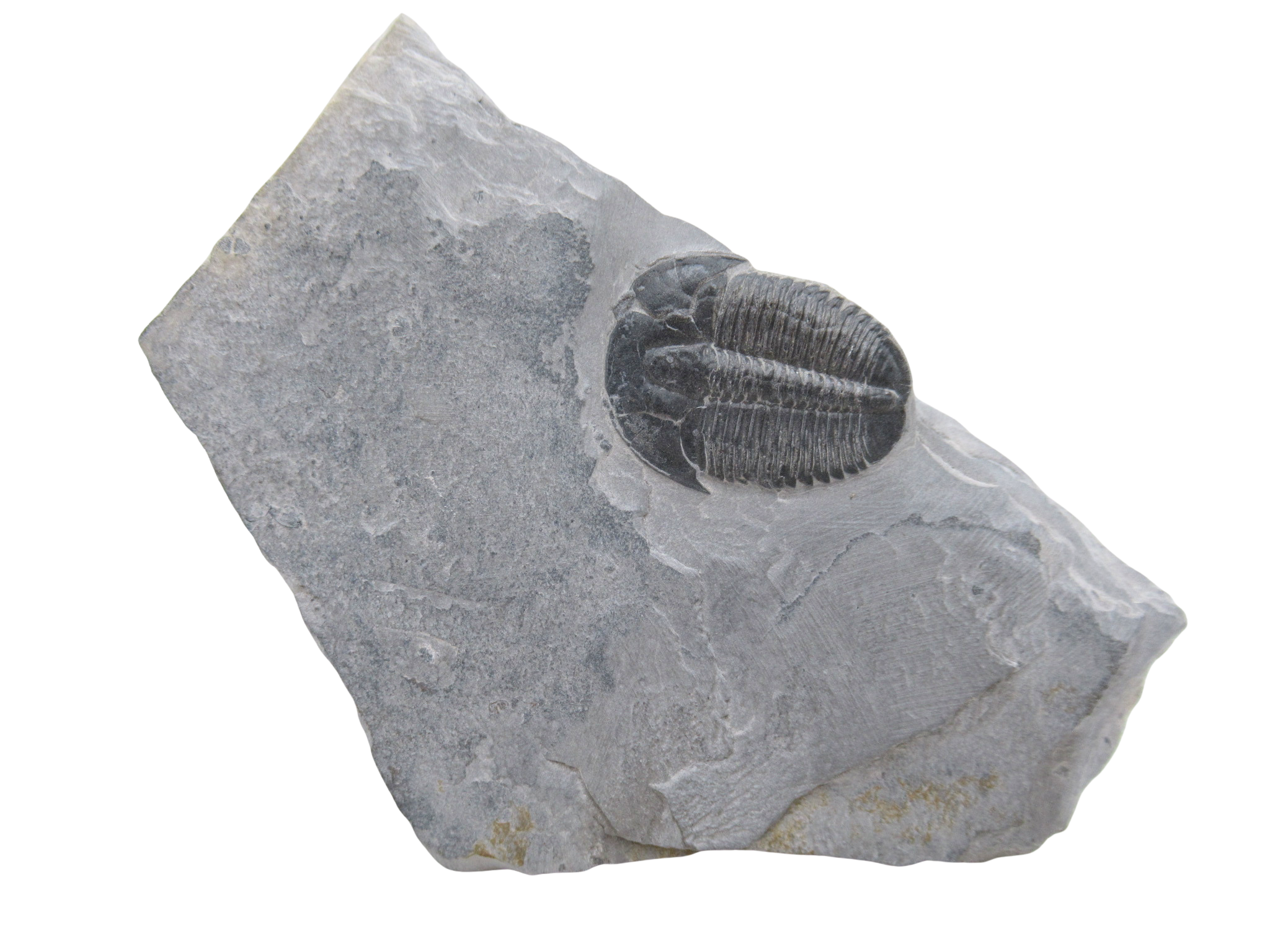 Utah Cambrian Age Elrathia Trilobite in Matrix 138 | Fossils for Sale