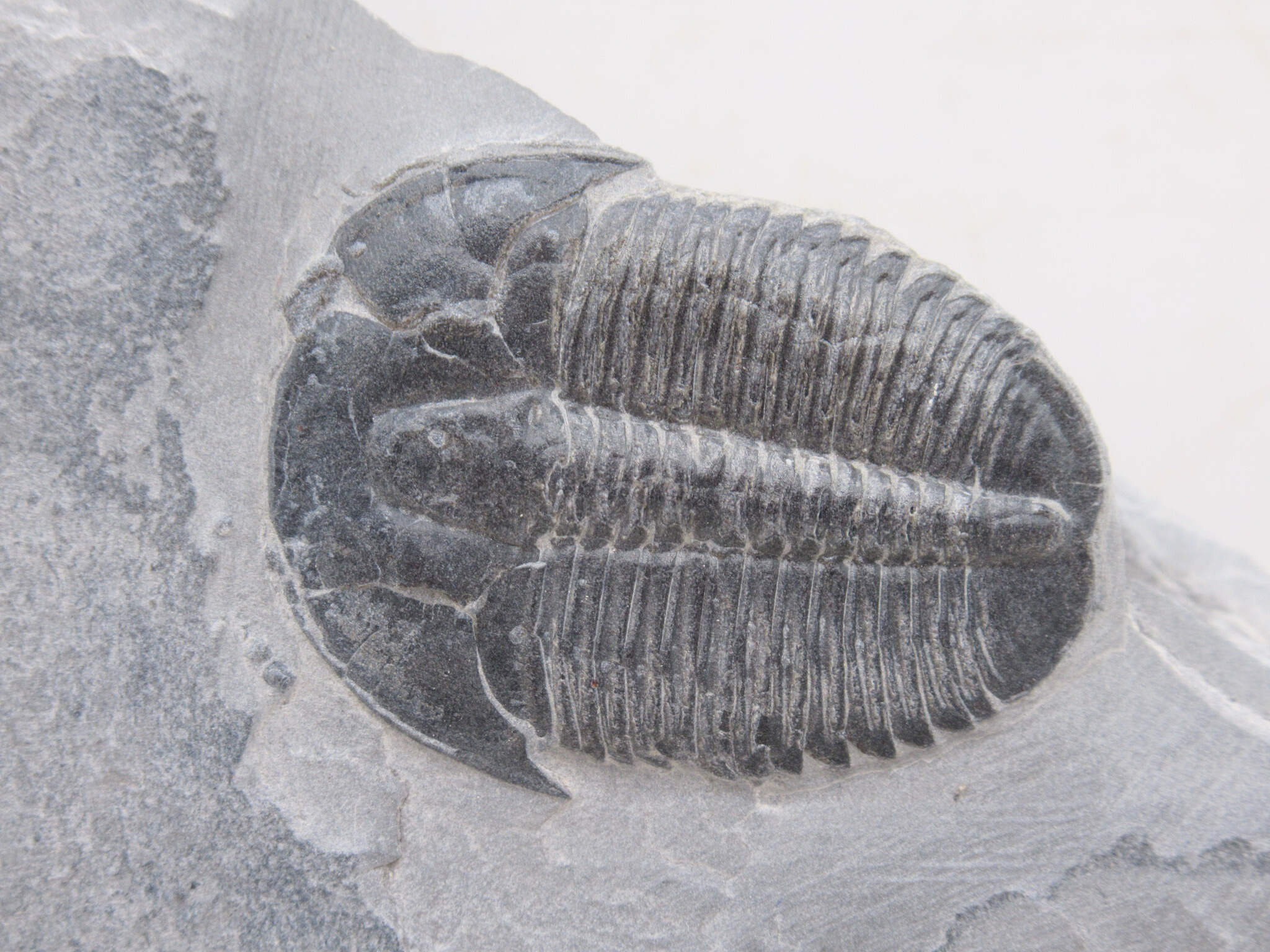 Utah Cambrian Age Elrathia Trilobite in Matrix 138a | Fossils for Sale