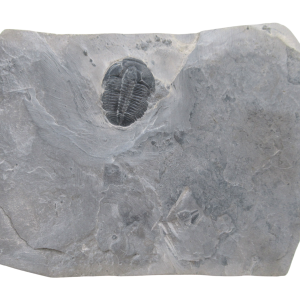 Utah Cambrian Age Elrathia Trilobite in Matrix 139 | Fossils for Sale