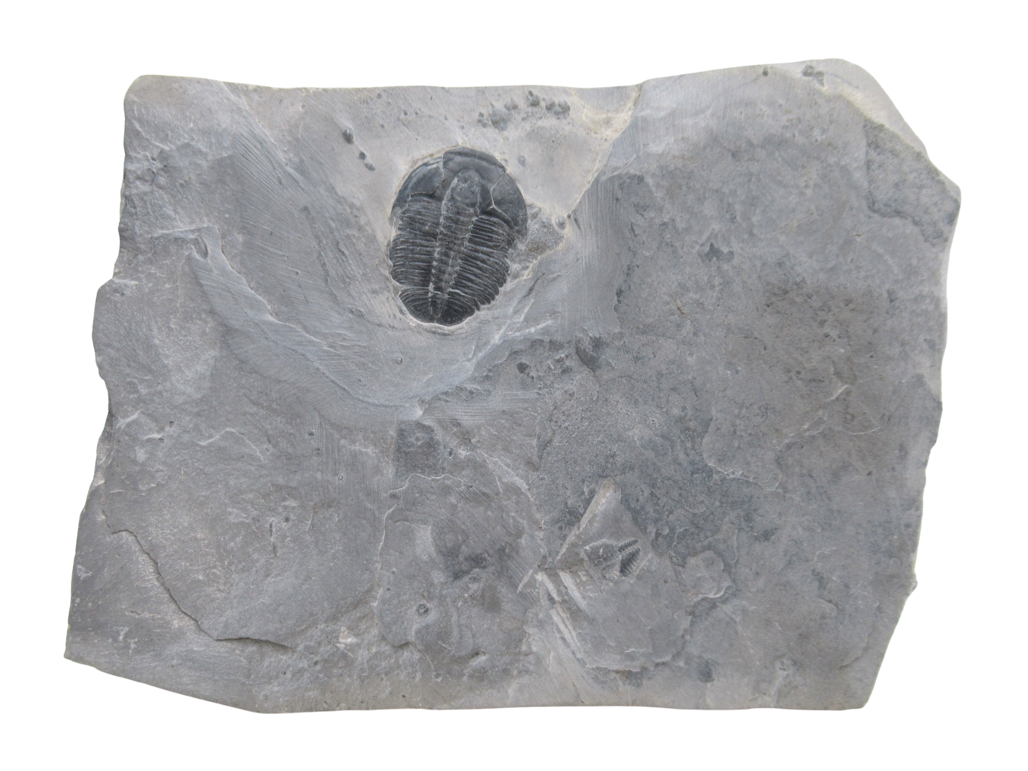 Utah Cambrian Age Elrathia Trilobite in Matrix 139 | Fossils for Sale
