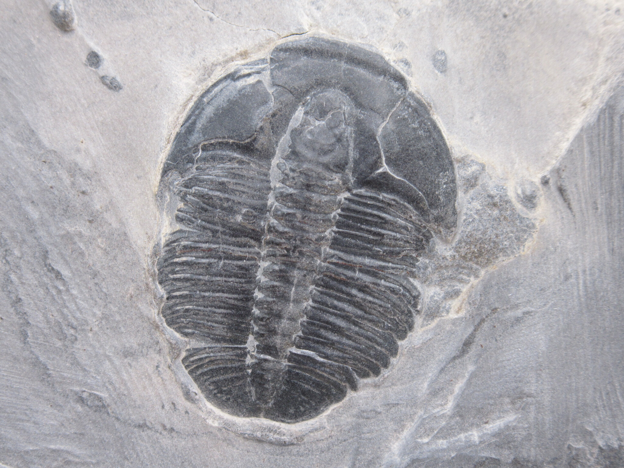 Utah Cambrian Age Elrathia Trilobite in Matrix 139a | Fossils for Sale