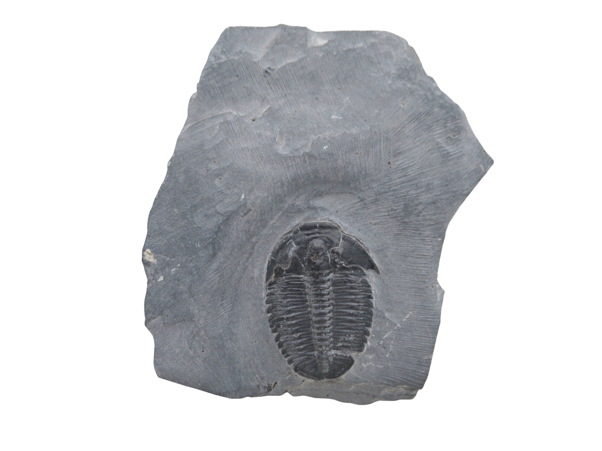 Utah Cambrian Age Elrathia Trilobite in Matrix 140 | Fossils for Sale