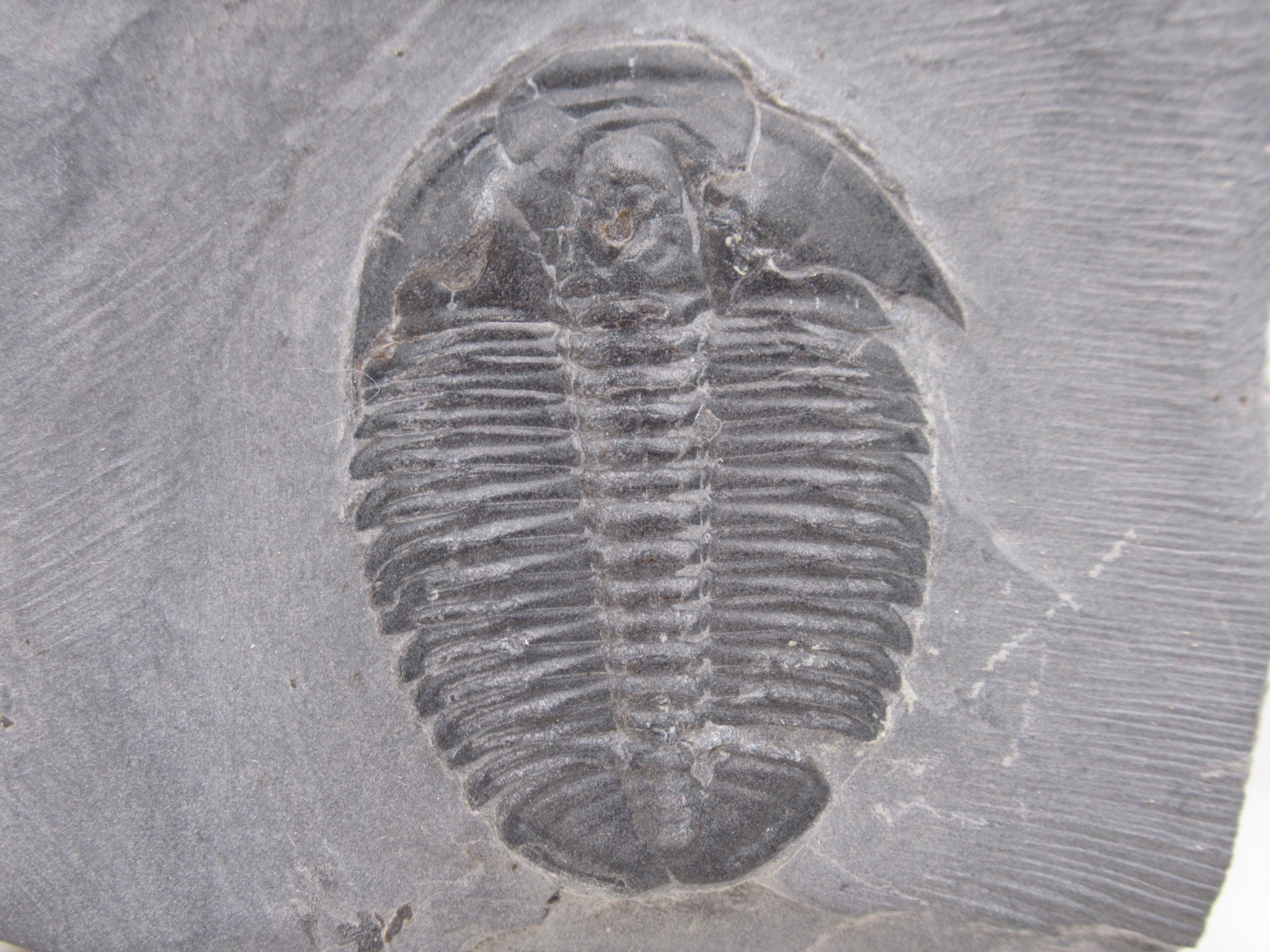 Utah Cambrian Age Elrathia Trilobite in Matrix 140a | Fossils for Sale