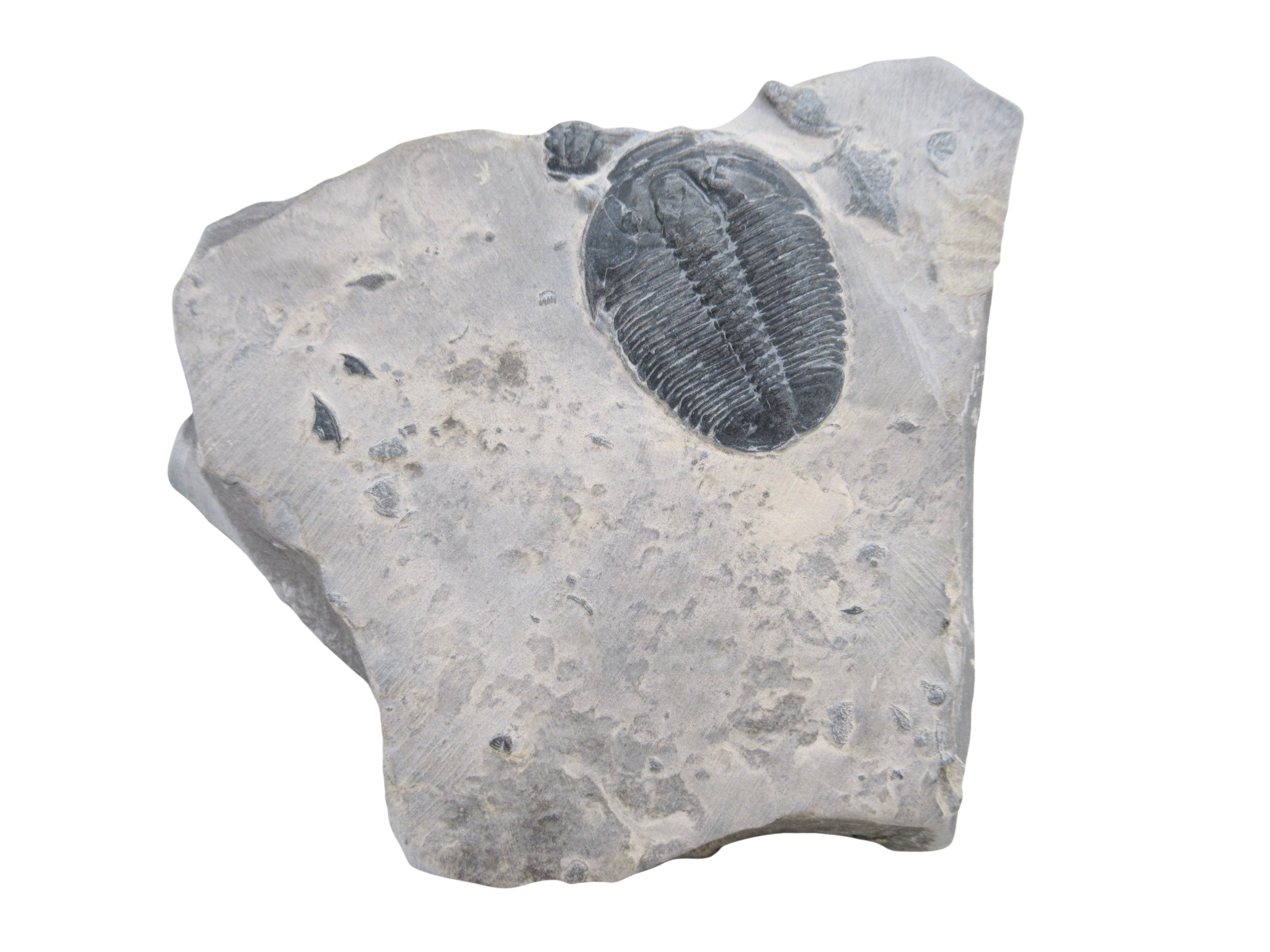 Utah Cambrian Age Elrathia Trilobite in Matrix 141 | Fossils for Sale