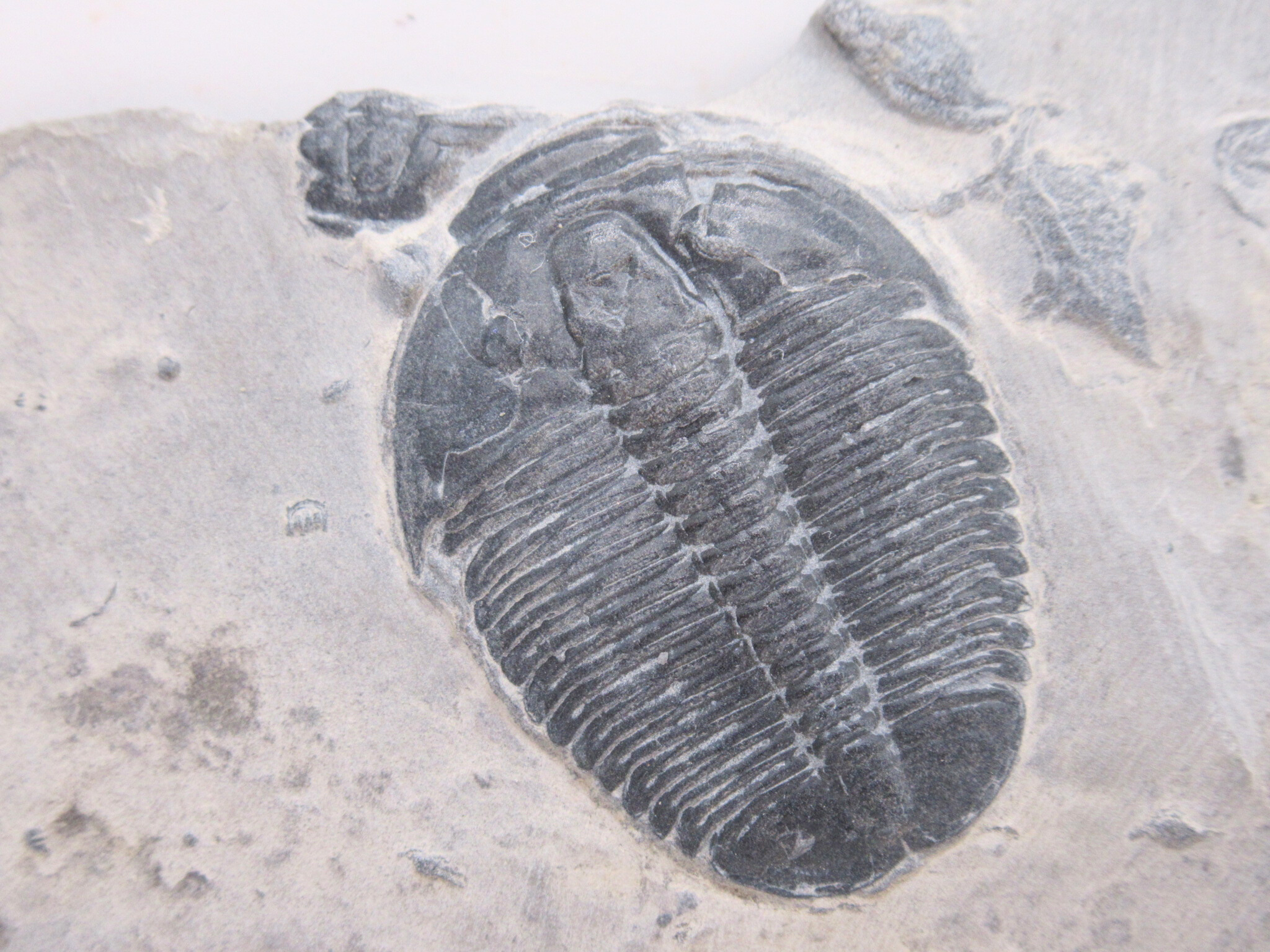 Utah Cambrian Age Elrathia Trilobite in Matrix 141a | Fossils for Sale
