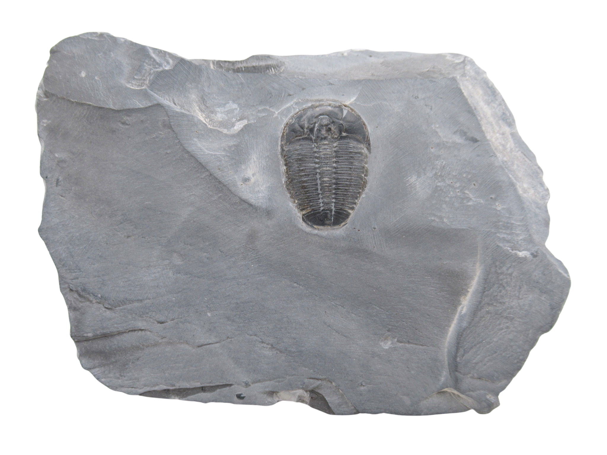 Utah Cambrian Age Elrathia Trilobite in Matrix 142 | Fossils for Sale