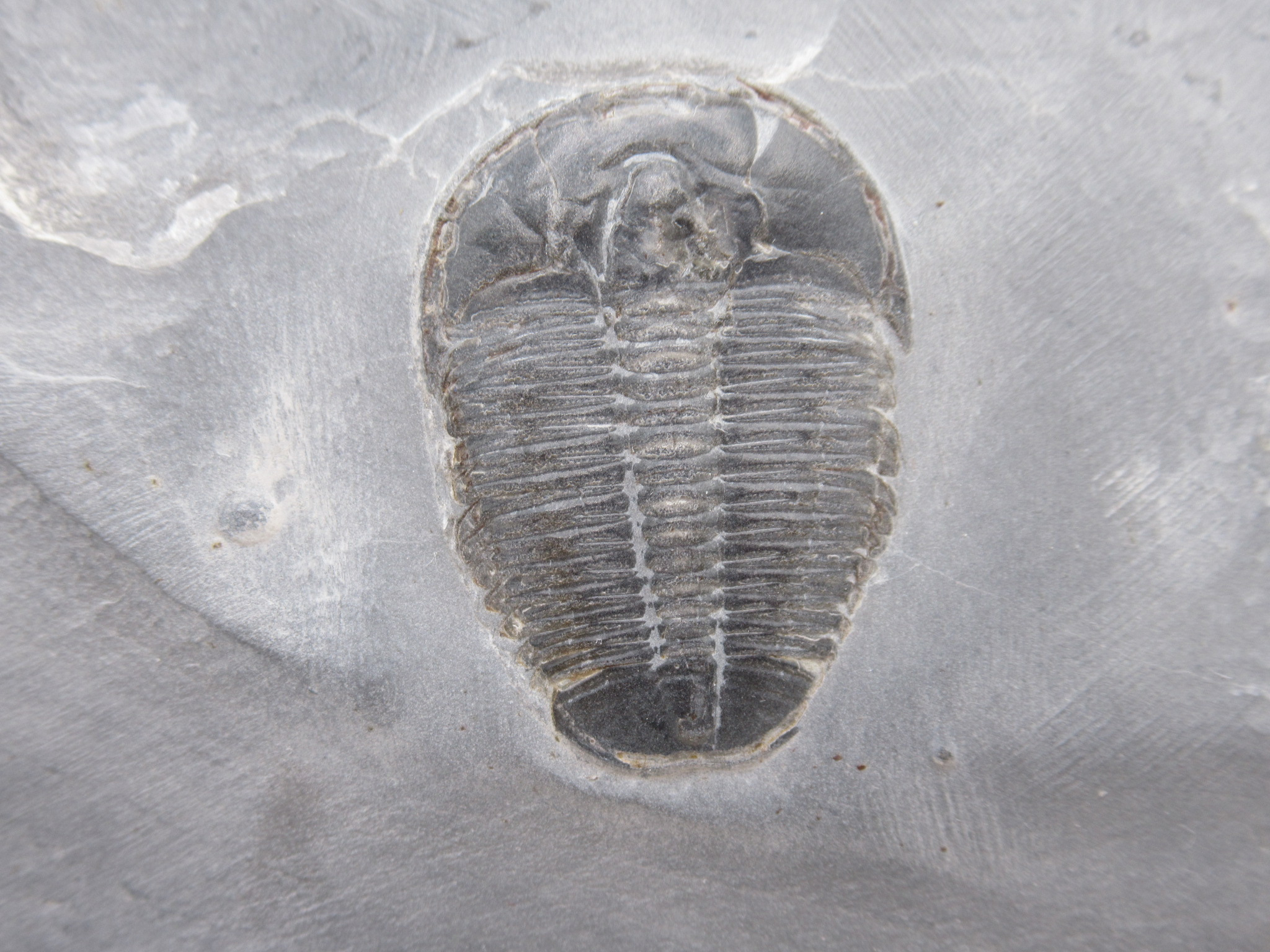Utah Cambrian Age Elrathia Trilobite in Matrix 142a | Fossils for Sale