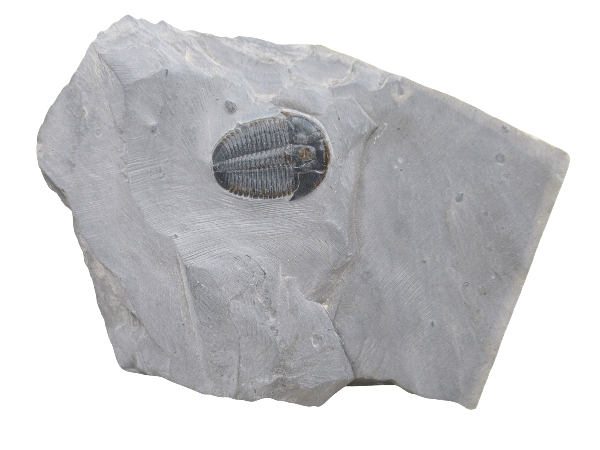 Utah Cambrian Age Elrathia Trilobite in Matrix 143 | Fossils for Sale