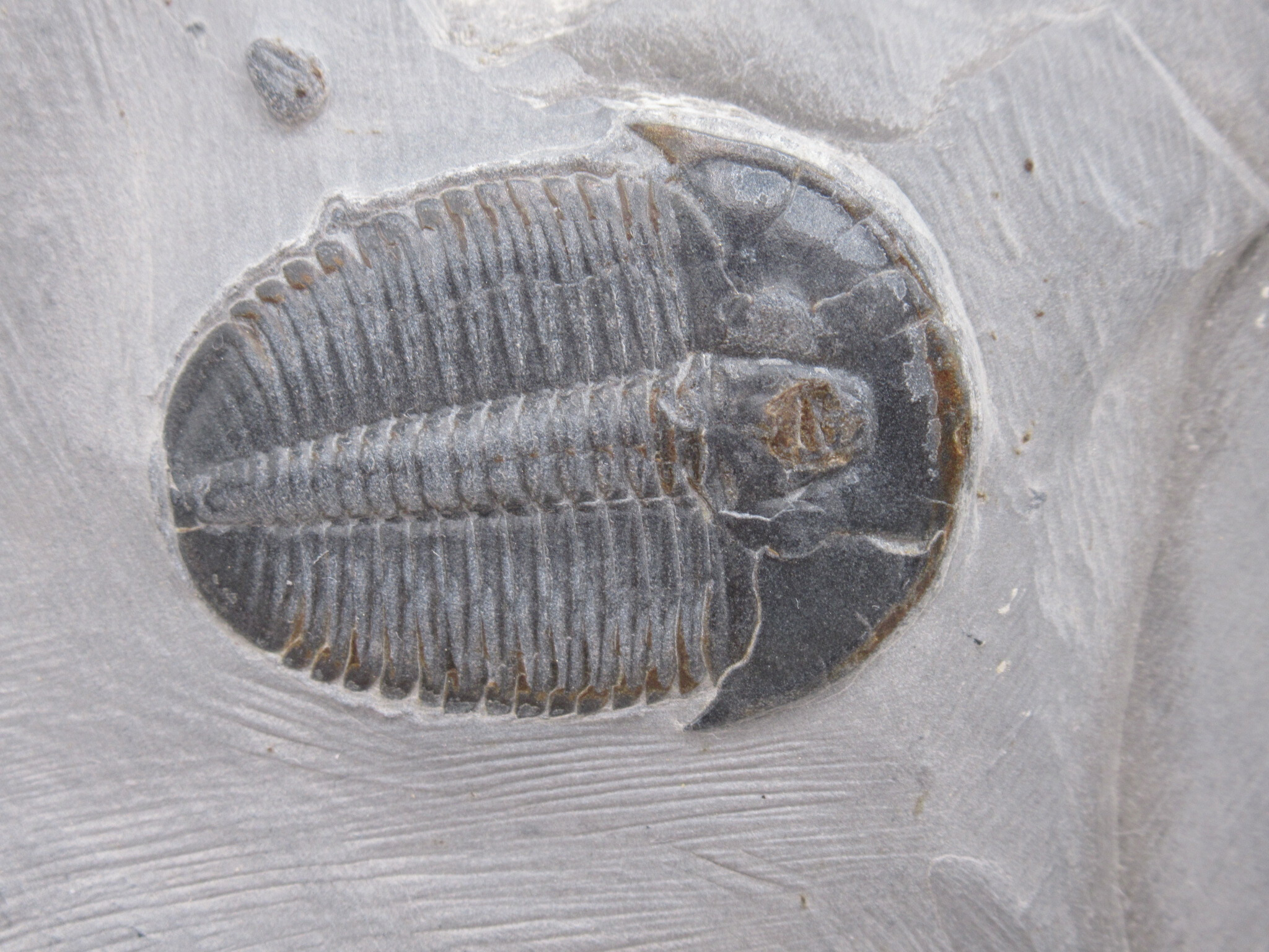Utah Cambrian Age Elrathia Trilobite in Matrix 143a | Fossils for Sale
