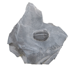 Utah Cambrian Age Elrathia Trilobite in Matrix 144 | Fossils for Sale