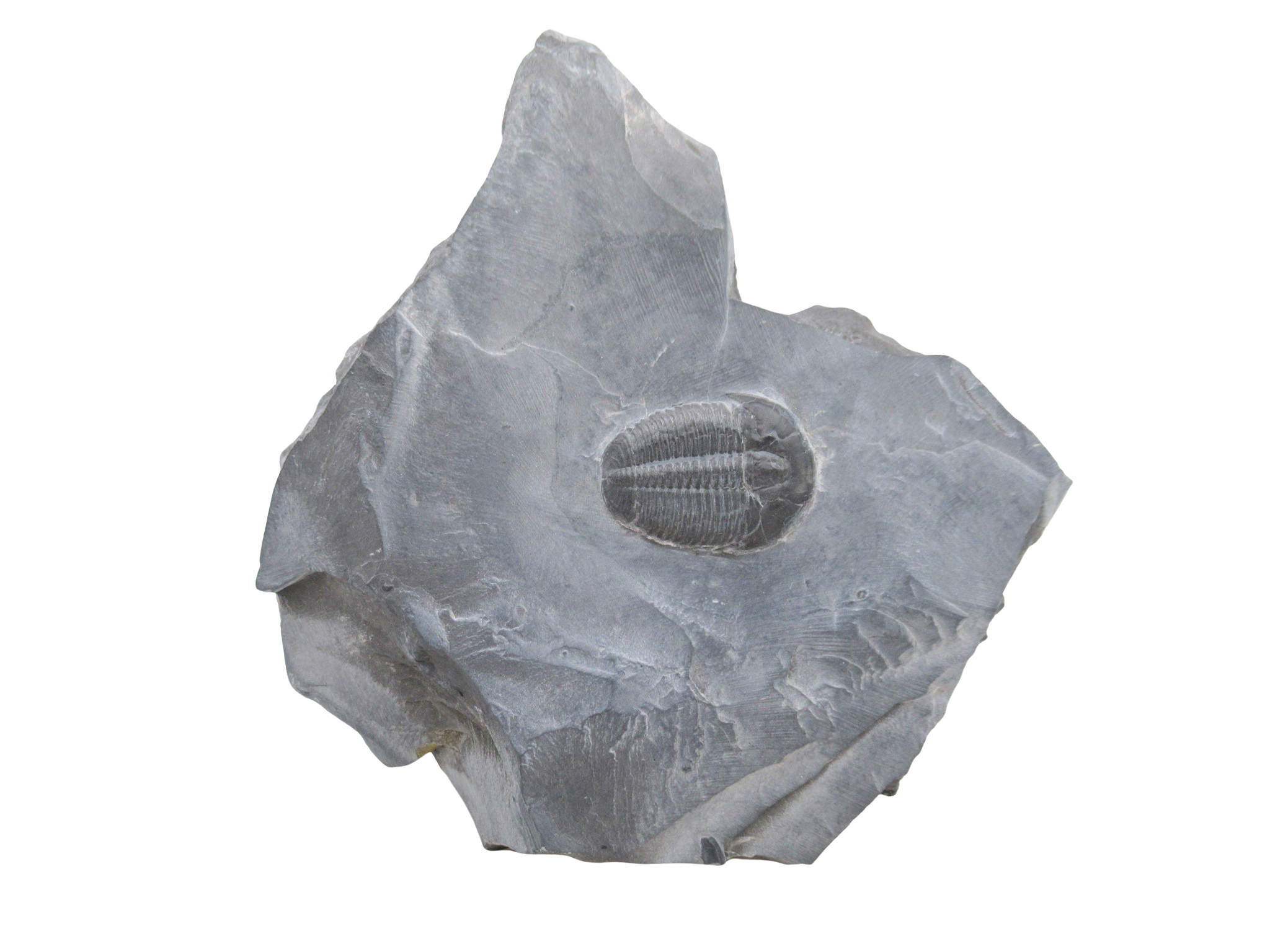 Utah Cambrian Age Elrathia Trilobite in Matrix 144 | Fossils for Sale