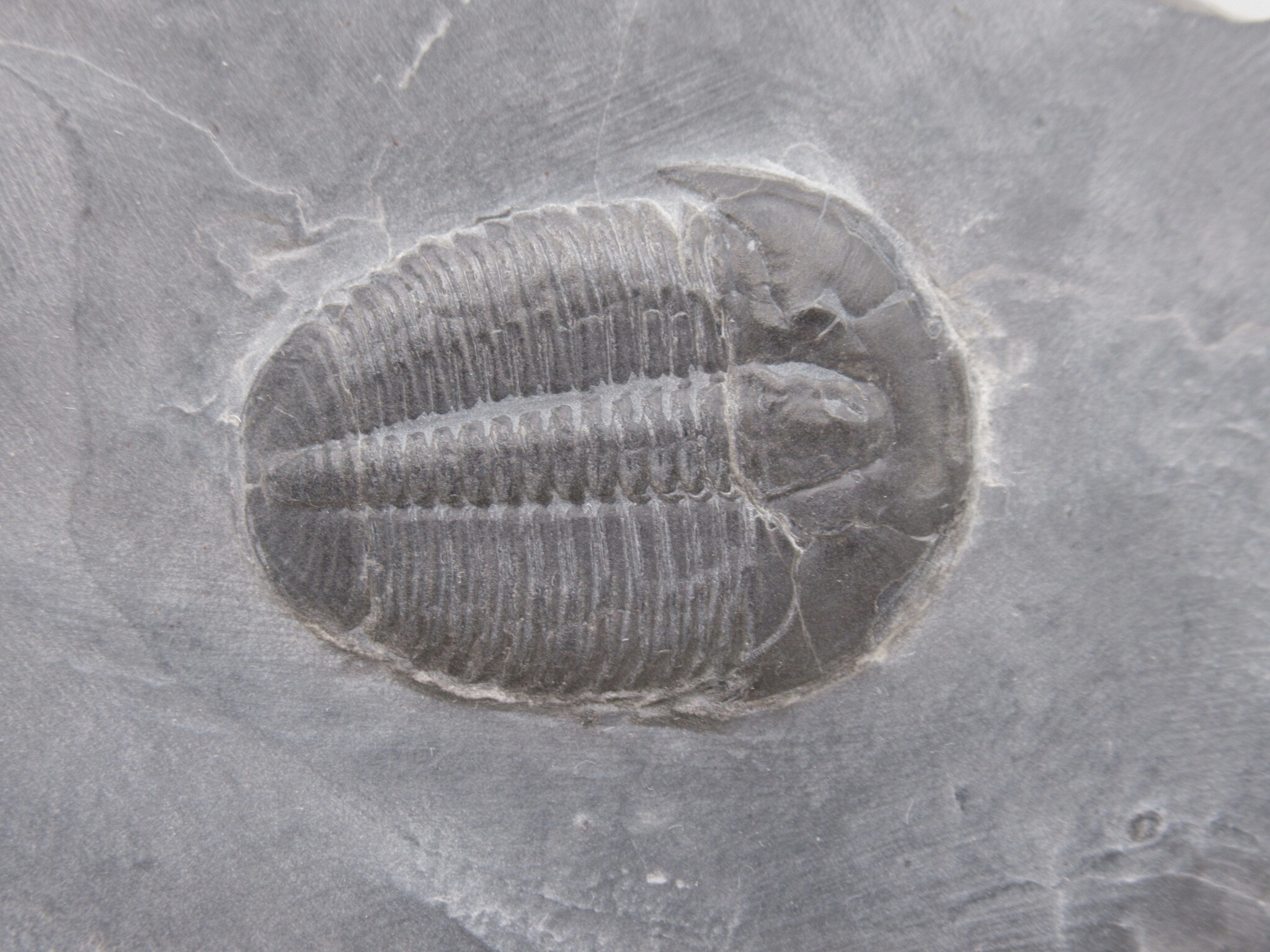 Utah Cambrian Age Elrathia Trilobite in Matrix 144a | Fossils for Sale