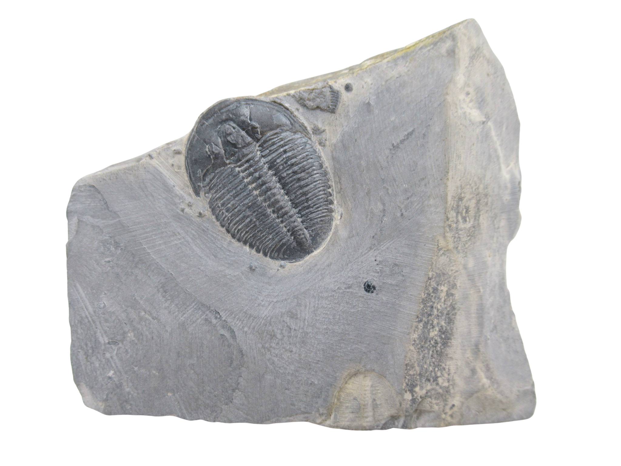 Utah Cambrian Age Elrathia Trilobite in Matrix 146 | Fossils for Sale