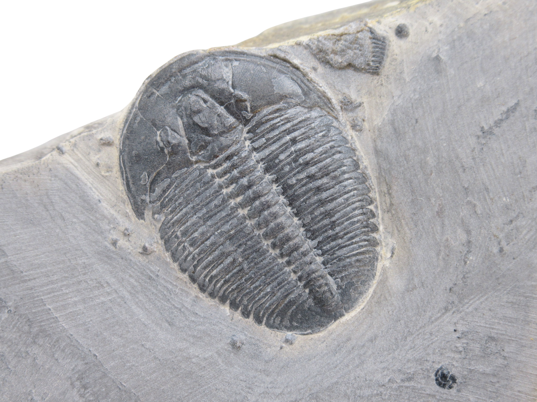 Utah Cambrian Age Elrathia Trilobite in Matrix 146a | Fossils for Sale